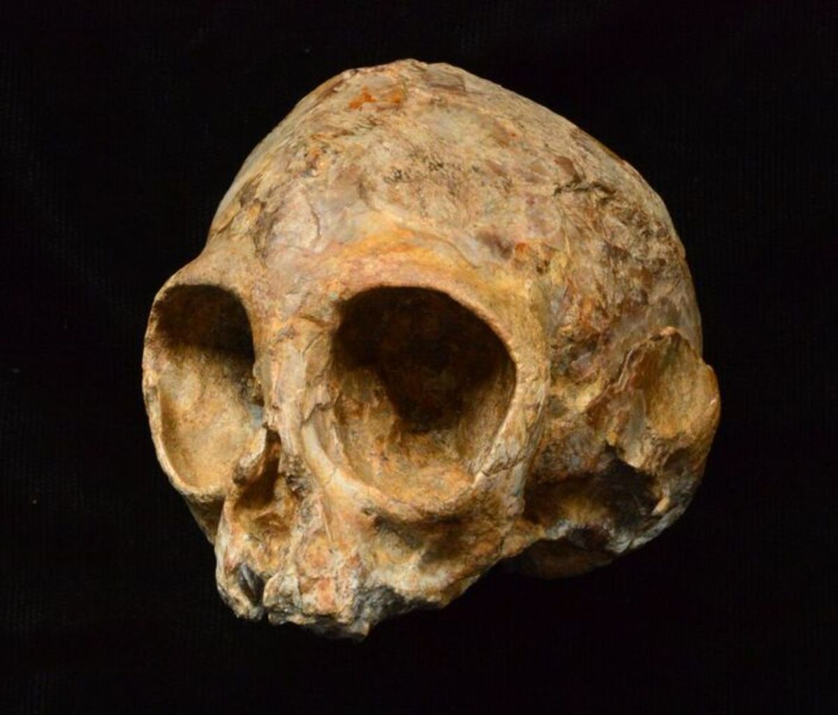 Σπουδαία ανακάλυψη! Βρέθηκε κοινός πρόγονος ανθρώπων και πιθήκων ηλικίας 13 εκατομμυρίων ετών!