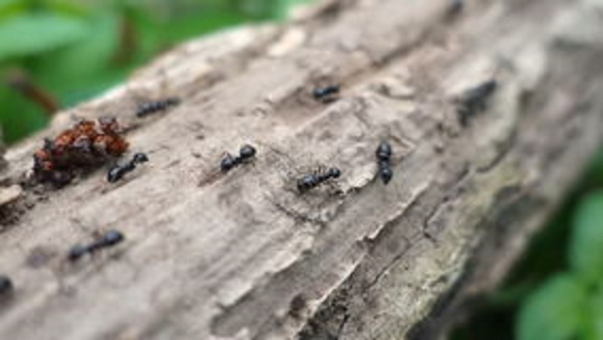 Survivor: «Είμαι ο μόνος που έφαγα μυρμήγκια! Το ένα μου δάγκωσε το χείλος»