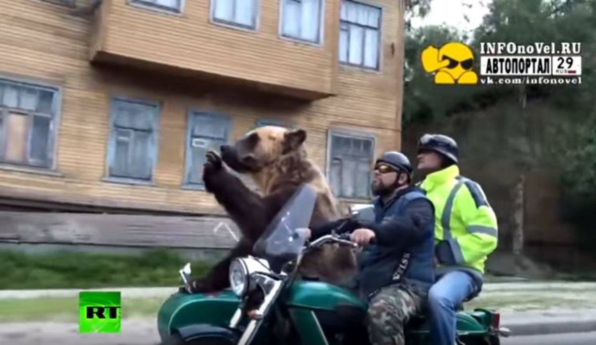 Αρκούδα σε μηχανάκι στους δρόμους της Ρωσίας! [vid]