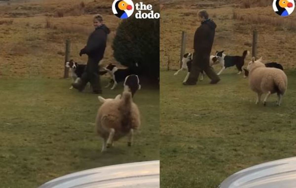 Αυτό το πρόβατο την είδε… σκύλος! [vid]