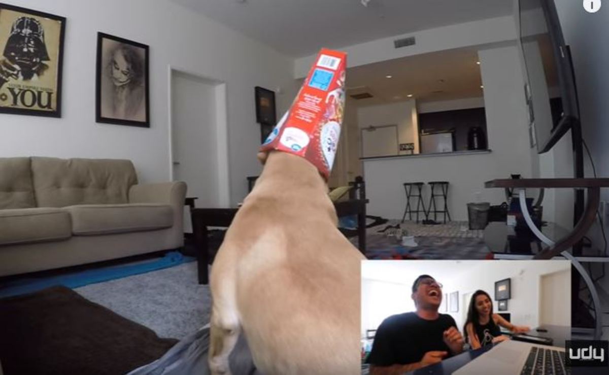 Έβαλε κάμερα στο σπίτι του να δει τι κάνει ο σκύλος του
