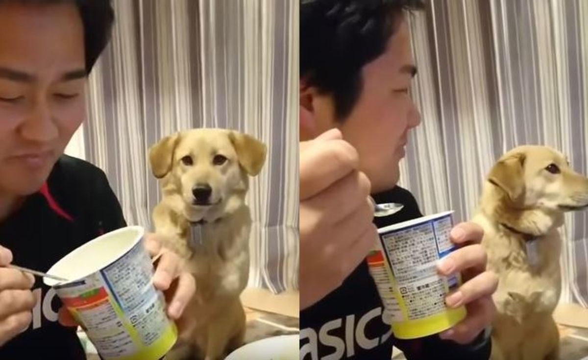 Η απίστευτη αντίδραση ενός σκύλου μόλις δει το αφεντικό του να τρώει!