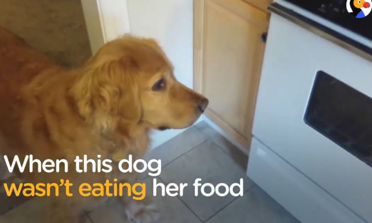 Αυτός ο σκύλος δεν έτρωγε καθόλου – Τι απίστευτο έκανε το αφεντικό του