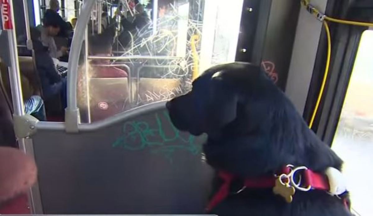 Σκύλος παίρνει κάθε μέρα το λεωφορείο μόνος του για να πάει στο πάρκο [vid]