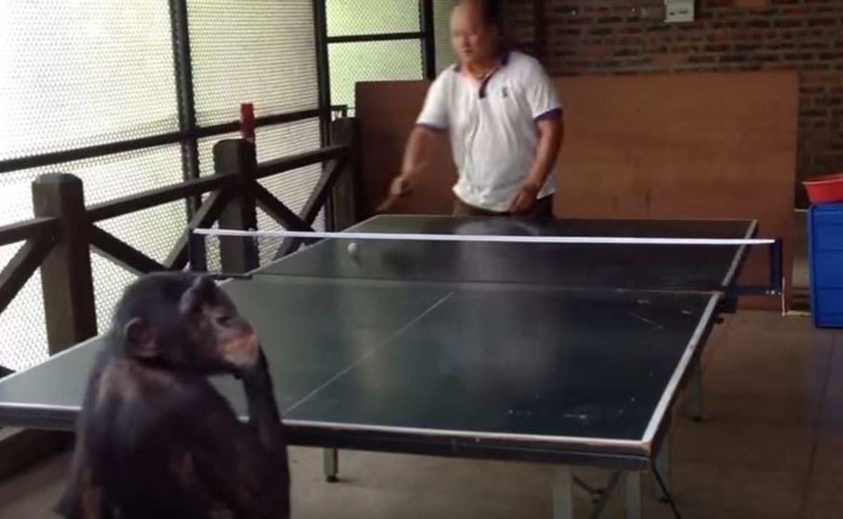 Κανείς δεν παίζει καλύτερο πινγκ πονγκ από αυτόν τον πίθηκο