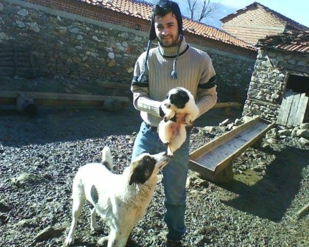 Παλαιότερη φωτογραφία με τον κτηνοτρόφο και τους δύο σκύλους που δηλητηριάστηκαν - ΦΩΤΟ «Αρκτούρος» - ΑΠΕ-ΜΠΕ