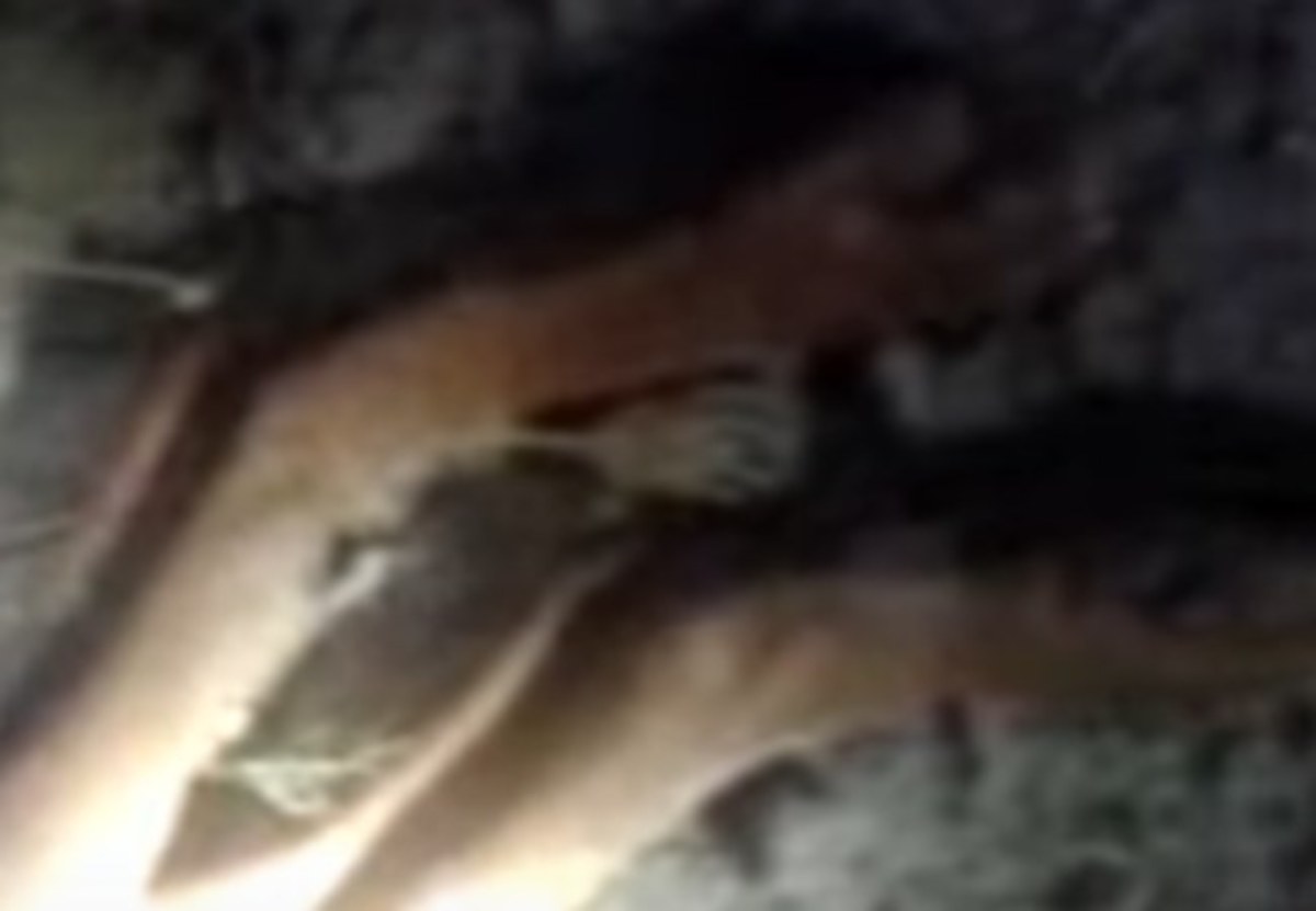 Μεσσηνία: Παπάς πυροβόλησε και σκότωσε τον σκύλο του – Βίντεο με σκληρές εικόνες [vid]