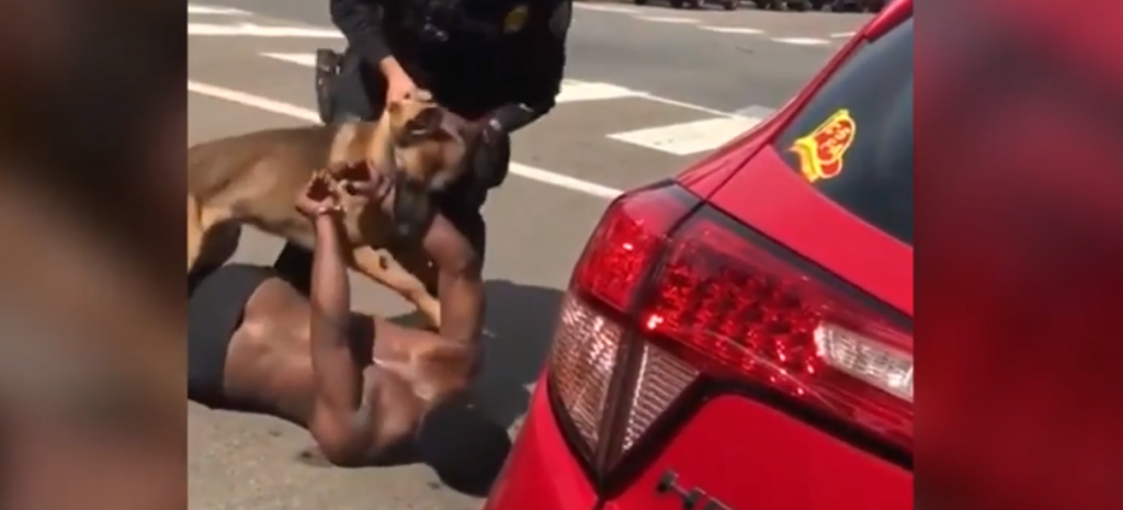 Σοκαριστικό βίντεο: Σκύλος της αστυνομίας δαγκώνει με μανία συλληφθέντα ενώ είναι στο έδαφος [vid]