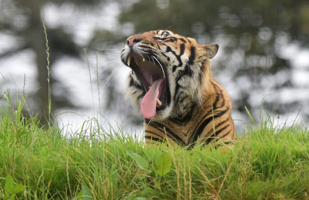 Κάντε στην μπάντα! Χασμουριέμαι!