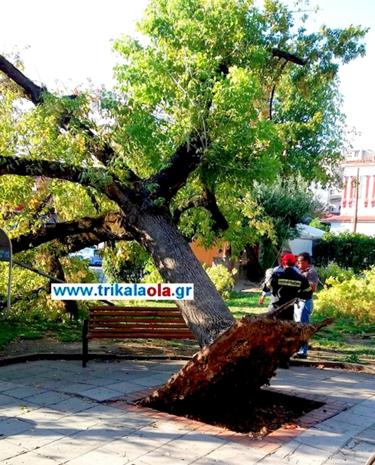 Τρίκαλα: Πτώση δέντρου σε πλατεία – Έπιναν καφέ και ξαφνικά είδαν μπροστά τους αυτές τις εικόνες [pics, vid]