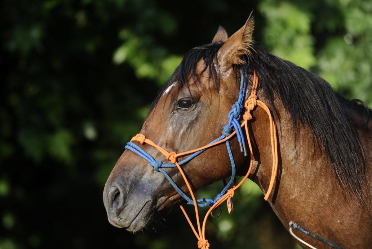 Χανιά: Επιβεβαιώθηκε κρούσμα πυρετού του Δυτικού Νείλου σε άλογο!