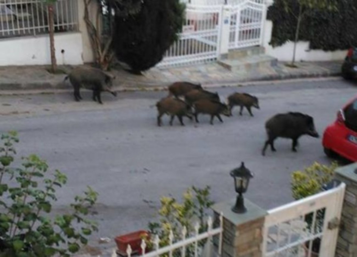Θεσσαλονίκη: Βγήκε στο μπαλκόνι και είδε στο δρόμο αυτή την απίθανη εικόνα – Η εξήγηση μετά την έκπληξη [pics, vid]