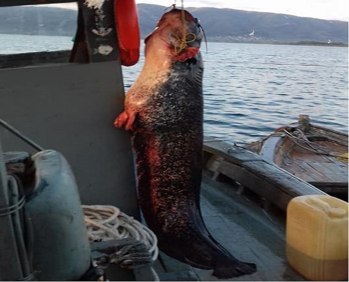 Έπιασε ψάρι 85 κιλών στη λίμνη Τριχωνίδα [pics]