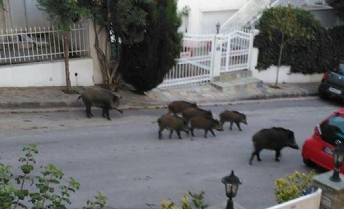 Θεσσαλονίκη: Αγριογούρουνα κόβουν… βόλτες έξω από τα σπίτια! [pic]
