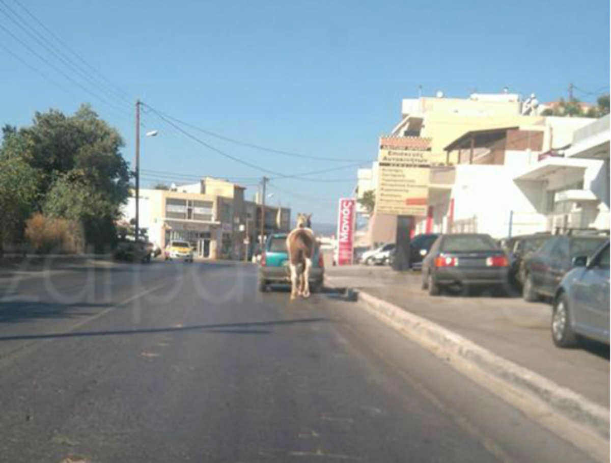 Χανιά: Έσερνε άλογο στον δρόμο με τον κοτσαδόρο – Οργή για τον οδηγό του αυτοκινήτου [pic]