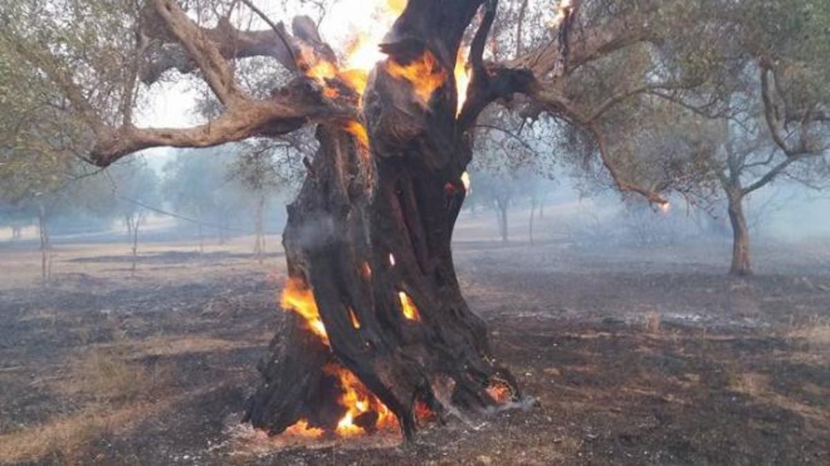 Δυτική Αχαΐα: Συνεχείς αναζωπυρώσεις στο μέτωπο της φωτιάς – Ανυπολόγιστη καταστροφή [pics, vids]