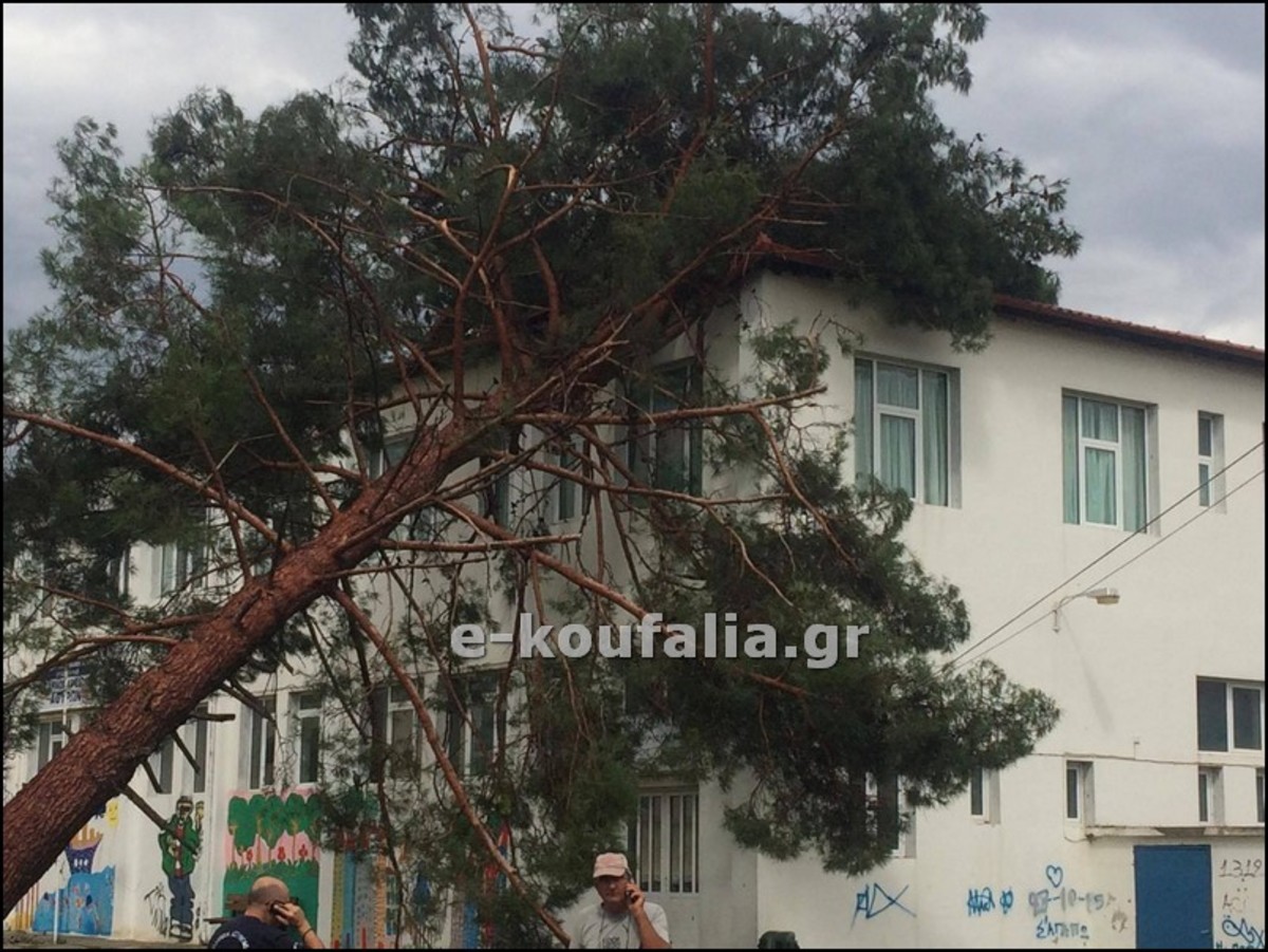 Πέλλα: Πτώσεις δέντρων σε σπίτια – Αποκαλυπτικές εικόνες καταστροφής μετά την καταιγίδα [pics, vid]