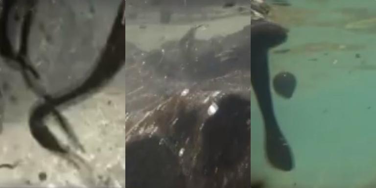 Σαρωνικός: Νέο σοκαριστικό βίντεο από την "μαύρη" θάλασσα - Κομμάτια μαζούτ παντού!