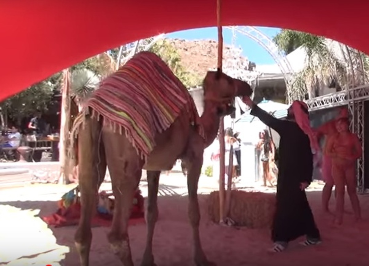 Oι καμήλες έφθασαν στη Μύκονο για τη συναυλία του Αντώνη Ρέμου! video