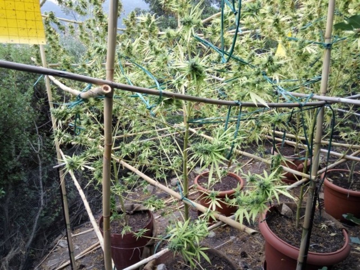 Κρήτη: Αυτά καλλιεργούσε στο σπίτι του ένας 30χρονος