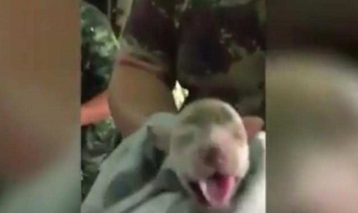 Στρατιώτης έσωσε κουταβάκι από βέβαιο θάνατο! [vid]