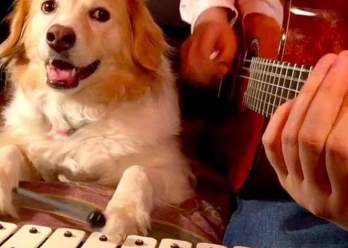 Αυτός ο σκύλος παίζει μουσικά όργανα και το κάνει καλά! Video