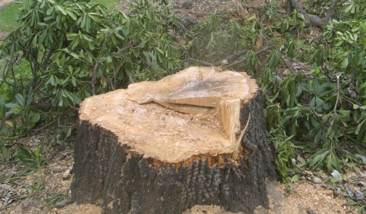 Μέτσοβο: Τον πλάκωσε το δέντρο που έκοβε – Νεκρός ο ηλικιωμένος
