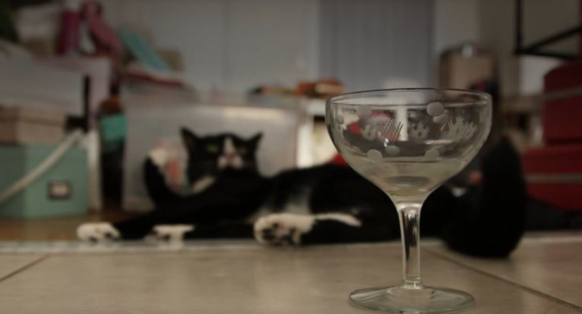 Γιατί να πίνετε μόνοι σας αφού υπάρχει κρασί για γάτες