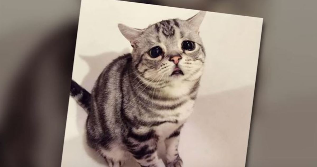 Αυτή η είναι η πιο λυπημένη γάτα του κόσμου