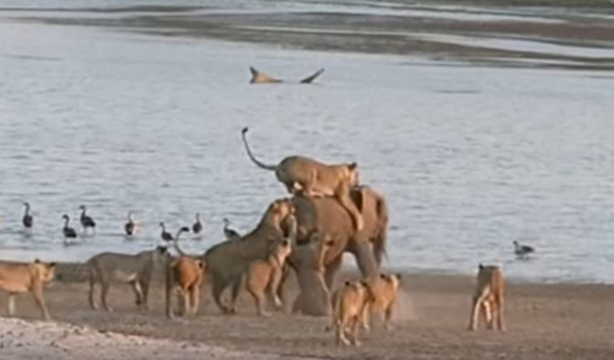 Ένας ελέφαντας εναντίον 14 λιονταριών