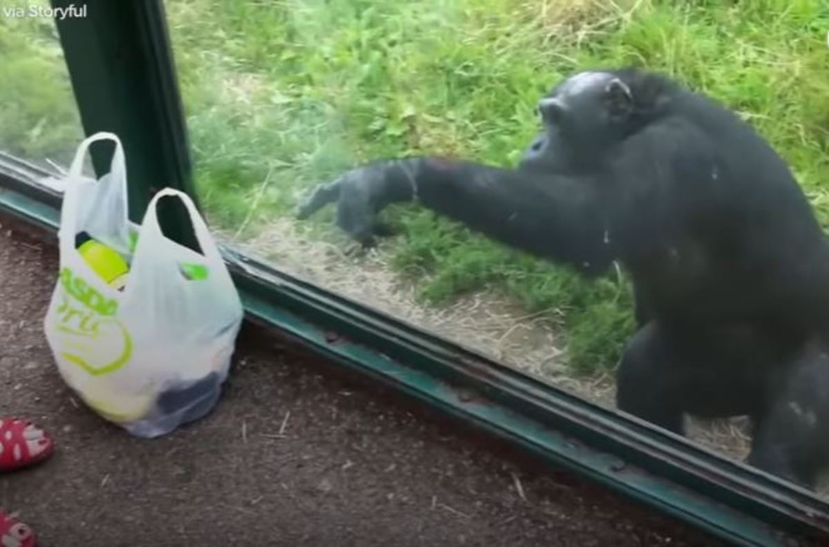 Αυτός ο χιμπατζής ήξερε πολύ καλά τι ήθελε από τη σακούλα!