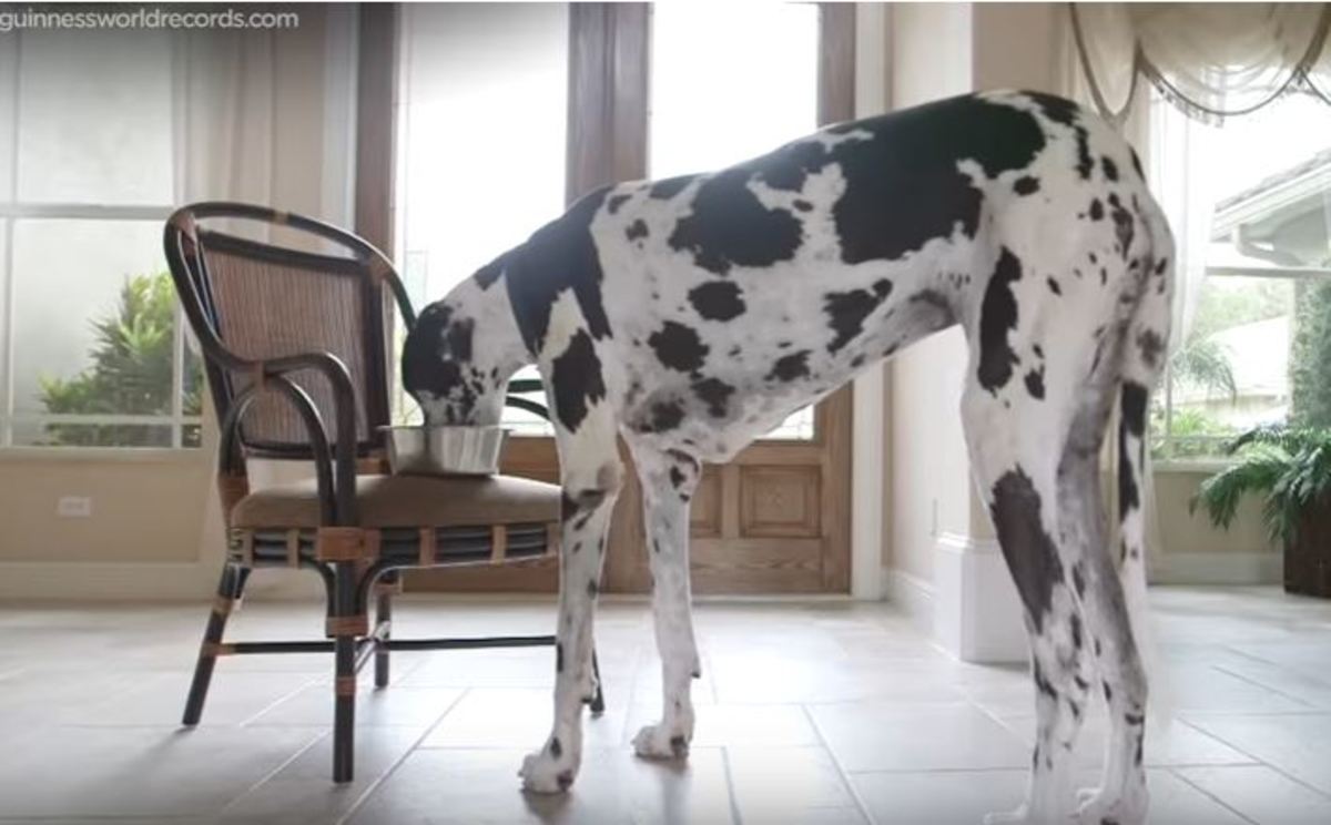 Ο ψηλότερος θηλυκός σκύλος του κόσμου