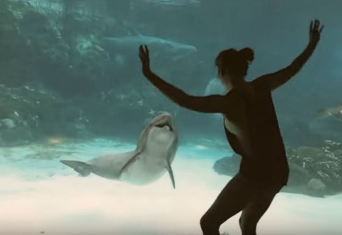 Αυτό το δελφίνι ξεκαρδίζεται στα γέλια με το νεαρό κορίτσι!