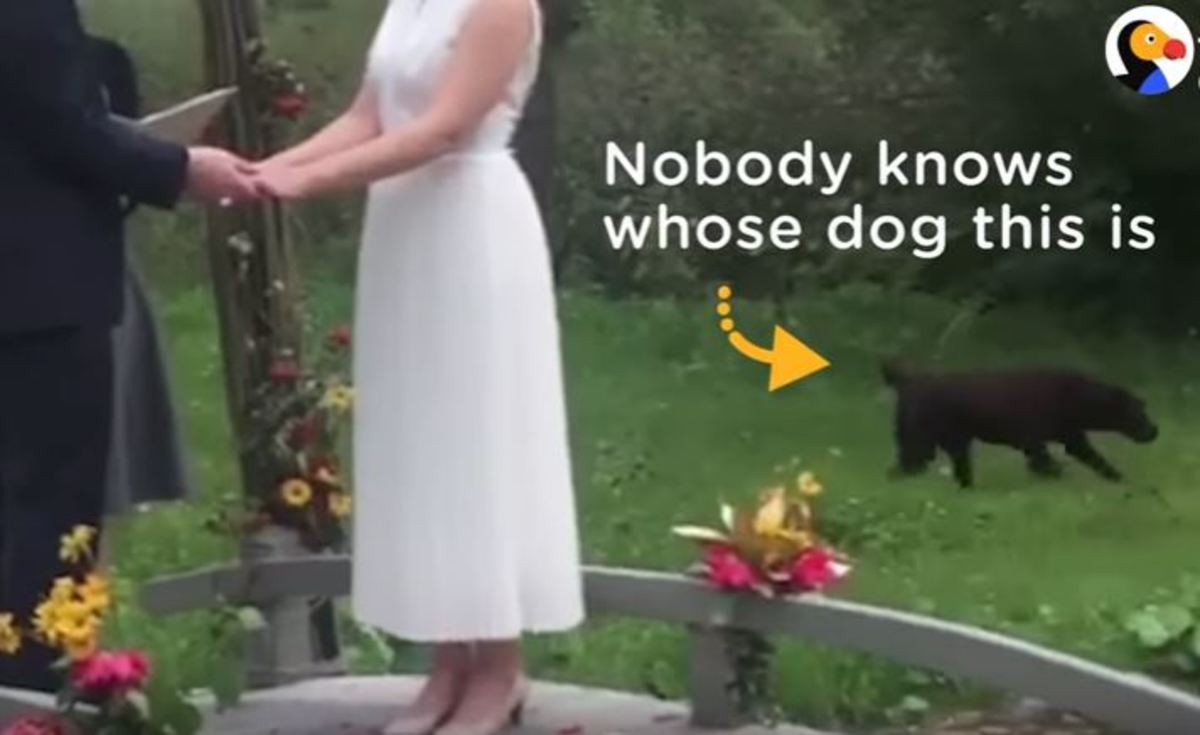 Σκύλος… απρόσκλητος επισκέπτης σε γάμο