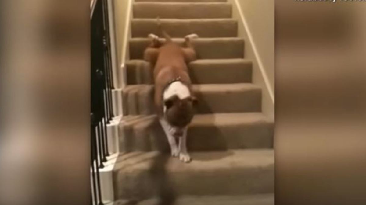 Αυτά τα σκυλιά απλά δεν μπορούν να καταλάβουν πώς λειτουργούν οι σκάλες