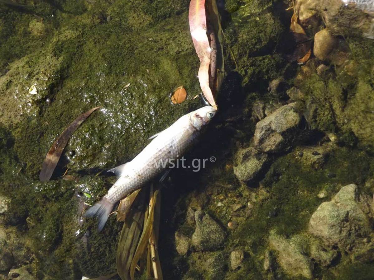 Γιατί γέμισε νεκρά ψάρια το ρέμα της Πικροδάφνης [pics]