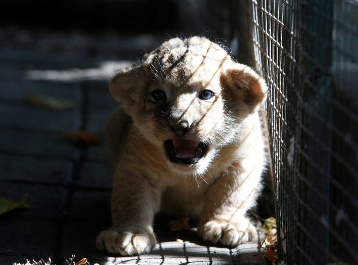 “Λιώστε” με αυτό το λιονταράκι τριών εβδομάδων!
