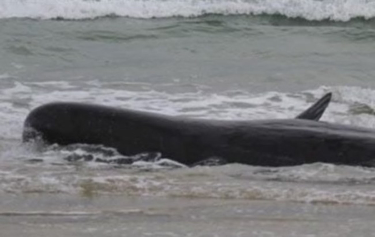 Κρήτη: Η θάλασσα ξέβρασε στην ακτή μια φάλαινα 5 μέτρων που ζυγίζει ένα τόνο – Μάχη για να σωθεί!