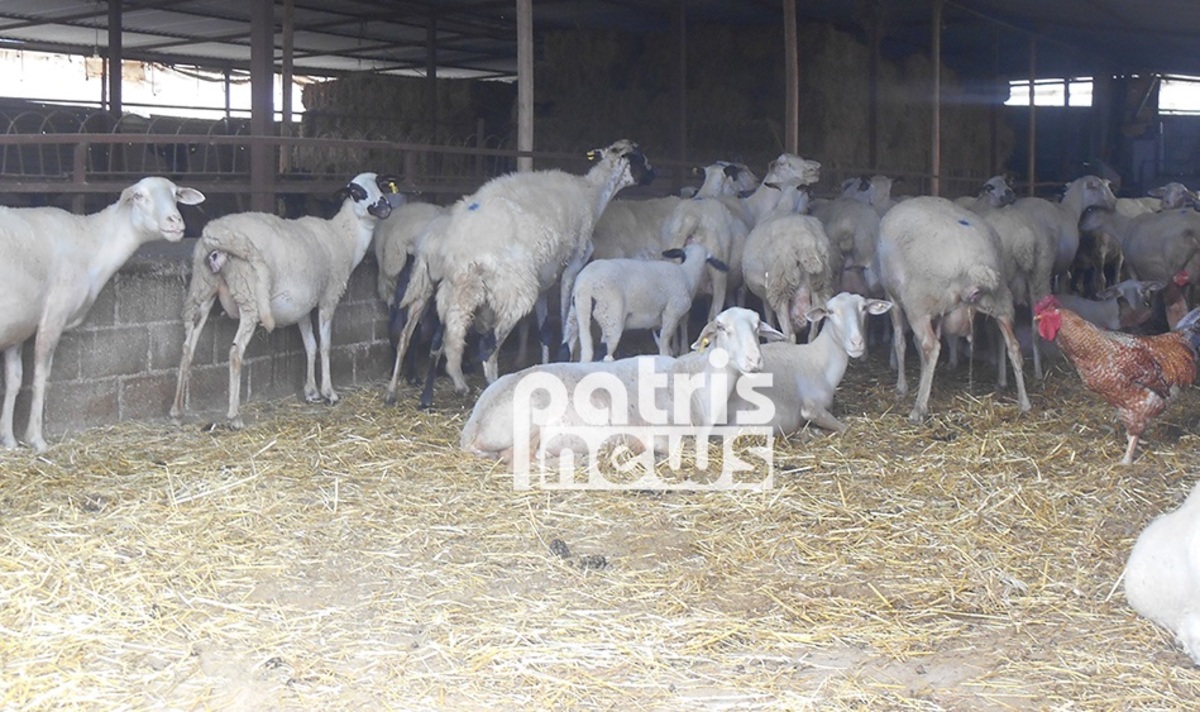 Ηλεία: Κινδυνεύουν από ασιτία τα κοπάδια μετά τις φωτιές