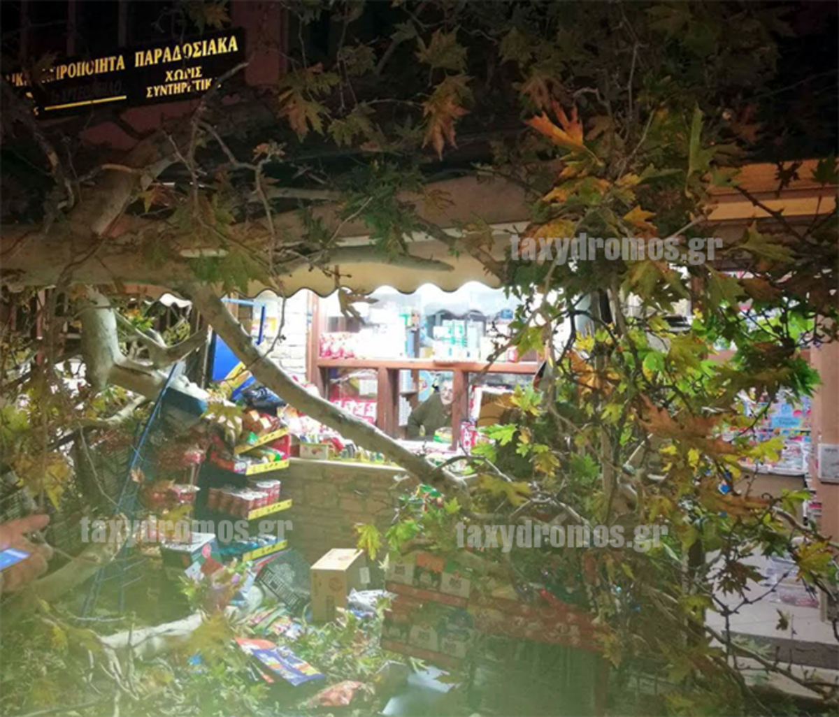 Πήλιο: Νέες εικόνες από την κατάρρευση μεγάλου πλάτανου στην Πορταριά – Τραυματίστηκε ιδιοκτήτρια περιπτέρου [pics]