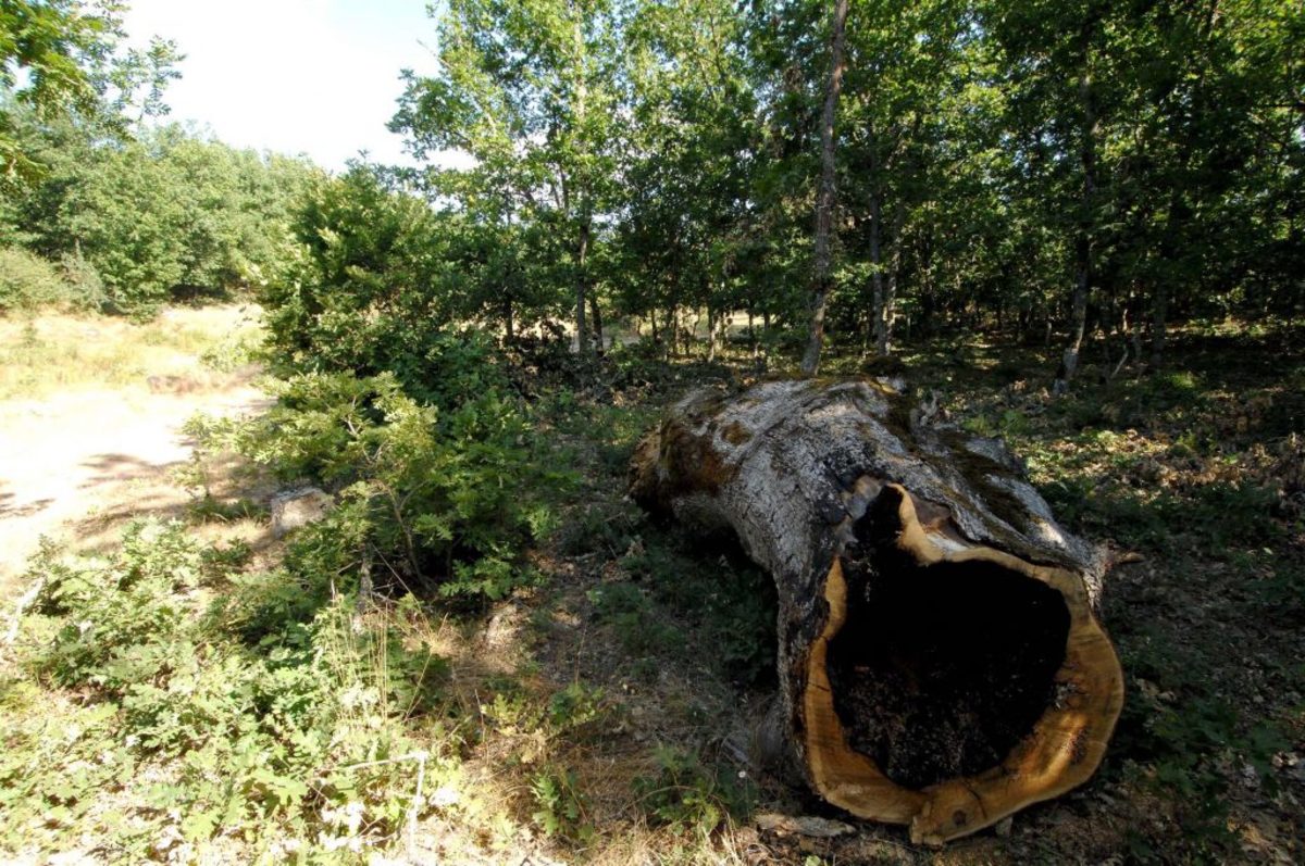 Κοζάνη: Τον σκότωσε το δέντρο που έκοψε – Φρικτός θάνατος για πατέρα 3 παιδιών!