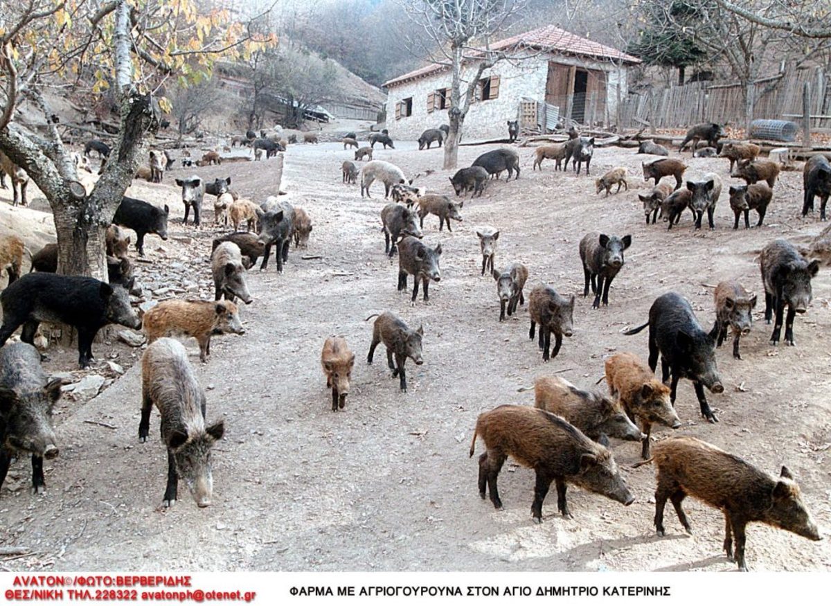 αγριογούρουνα