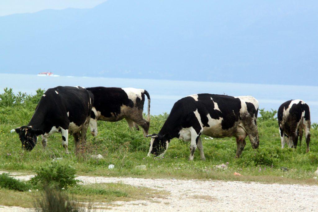 Συλλήψεις στην Κίμωλο για το δέσιμο ζώων