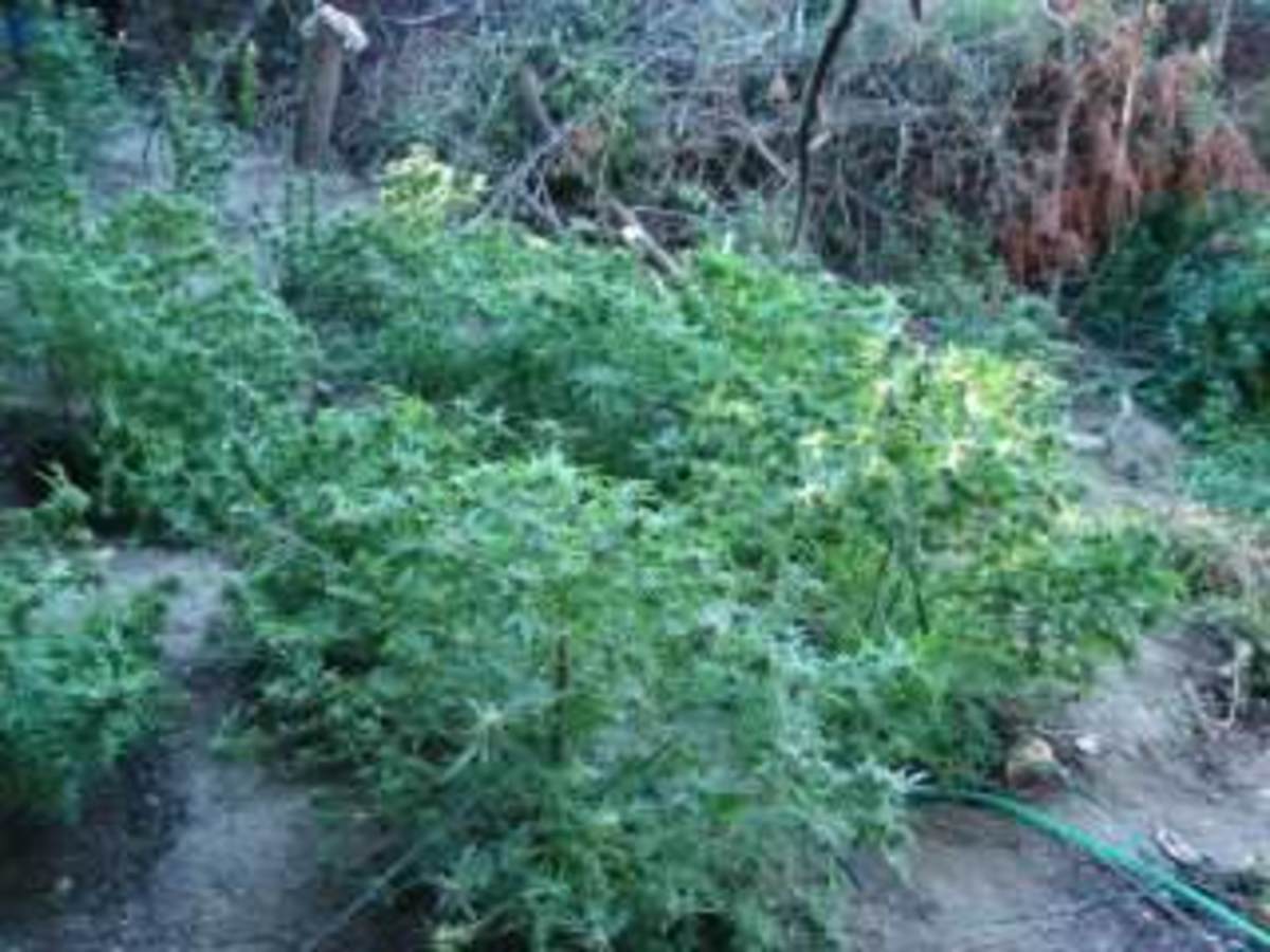 Ιωάννινα: Καλλιεργούσαν 100 δενδρύλλια κάνναβης – Από την Ηλεία ο αρχηγός