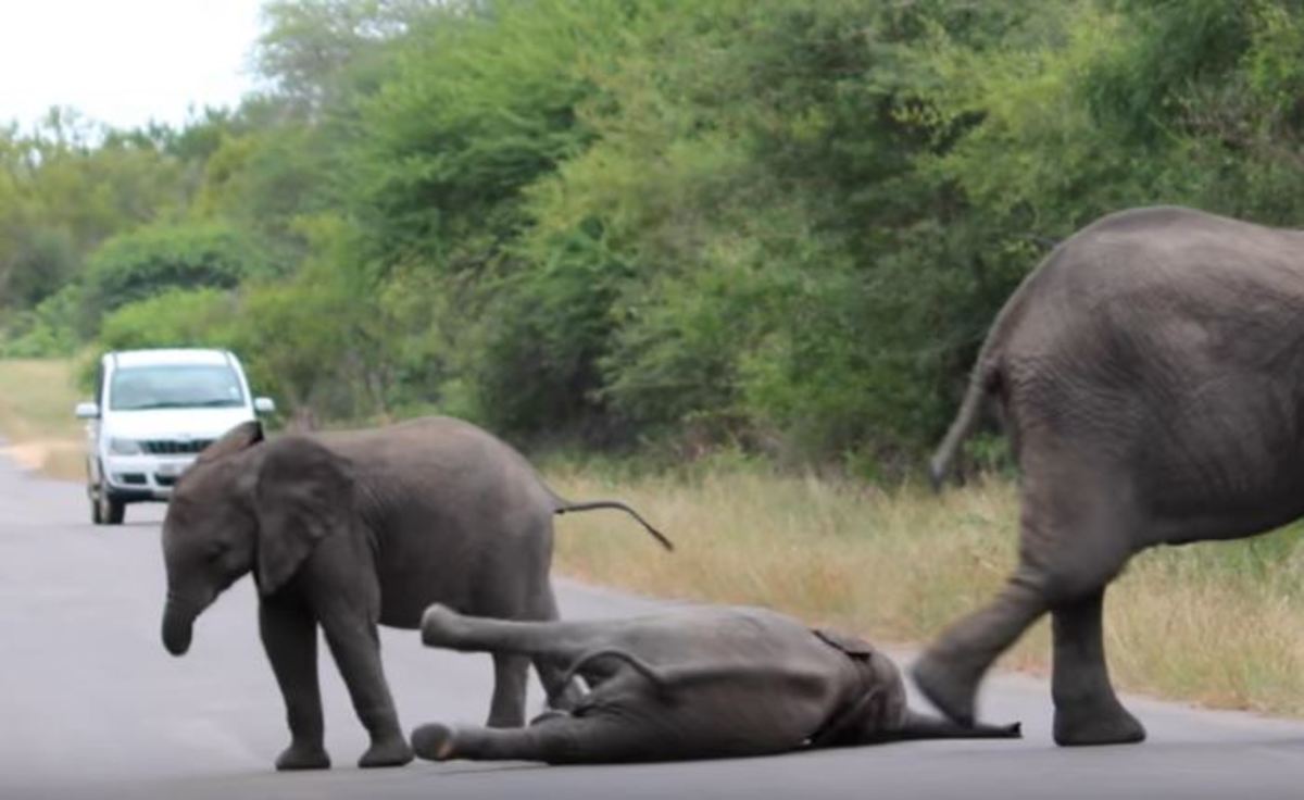 Ελεφαντάκι που νυστάζει ξαπλώνει στη μέση του δρόμου – Αυτοκίνητα το περιμένουν για ώρες!