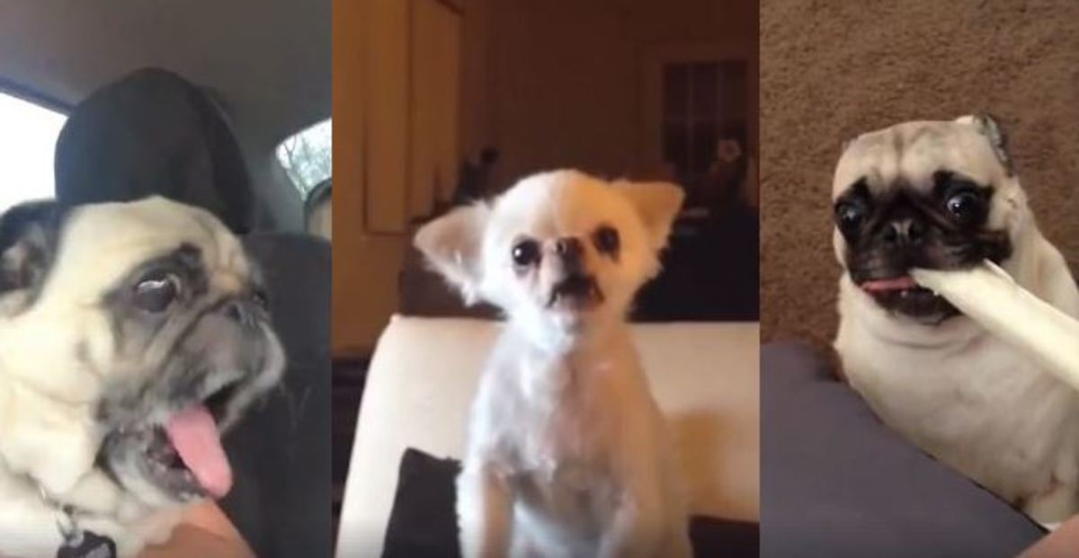 Ποιος μίλησε για γάβγισμα… Αυτά τα σκυλιά βγάζουν τους πιο περίεργους ήχους!