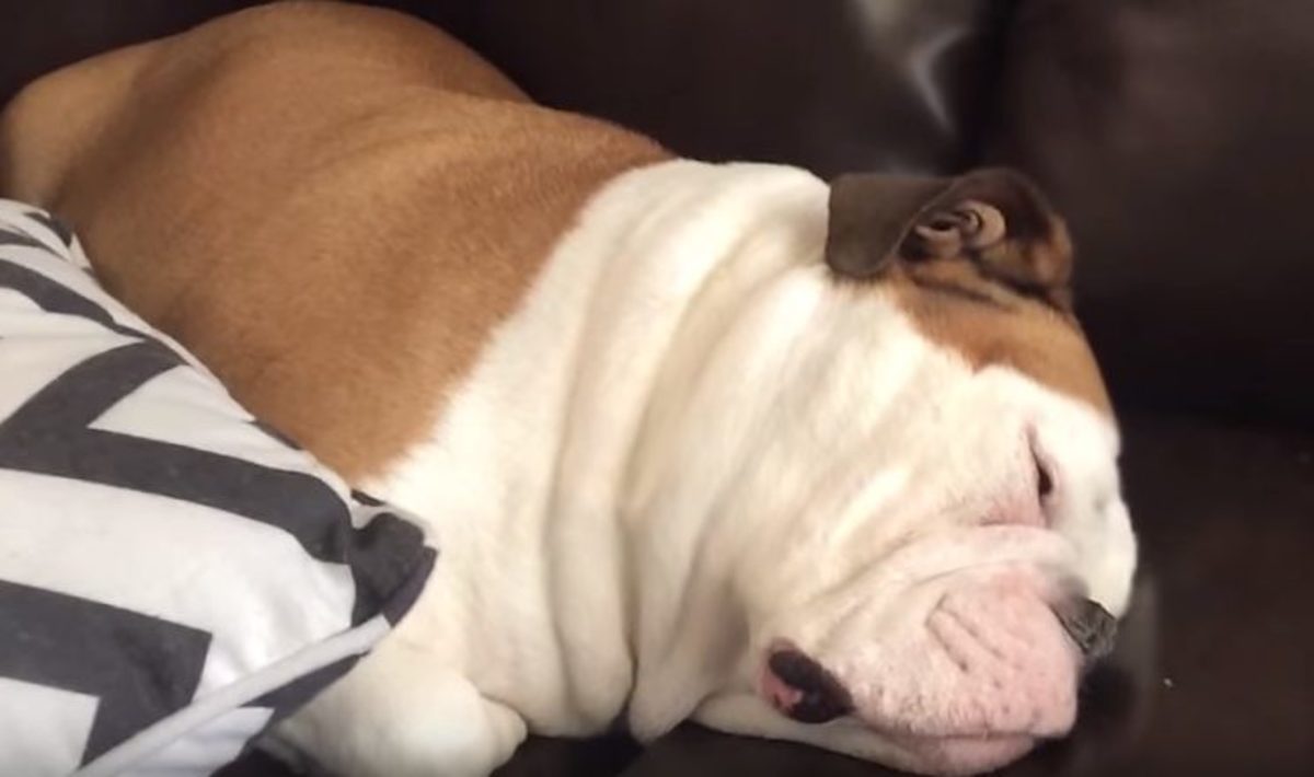 Απίστευτο ροχαλητό σκύλου – Δεν αφήνει κανέναν να κοιμηθεί!