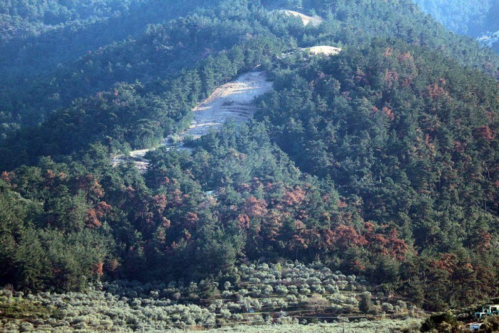 Ένα σκαθάρι έχει καταστρέψει τα πεύκα στη Βόρεια Θάσο