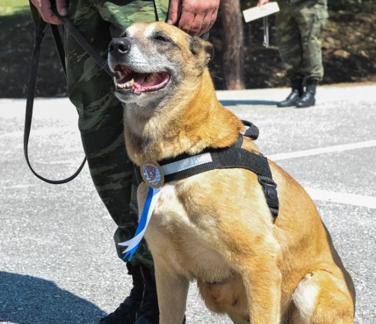 Η σπουδαία σκυλίτσα – στρατιώτης, μητέρα 43 σκύλων που κάνουν… την “θητεία” τους![pics]