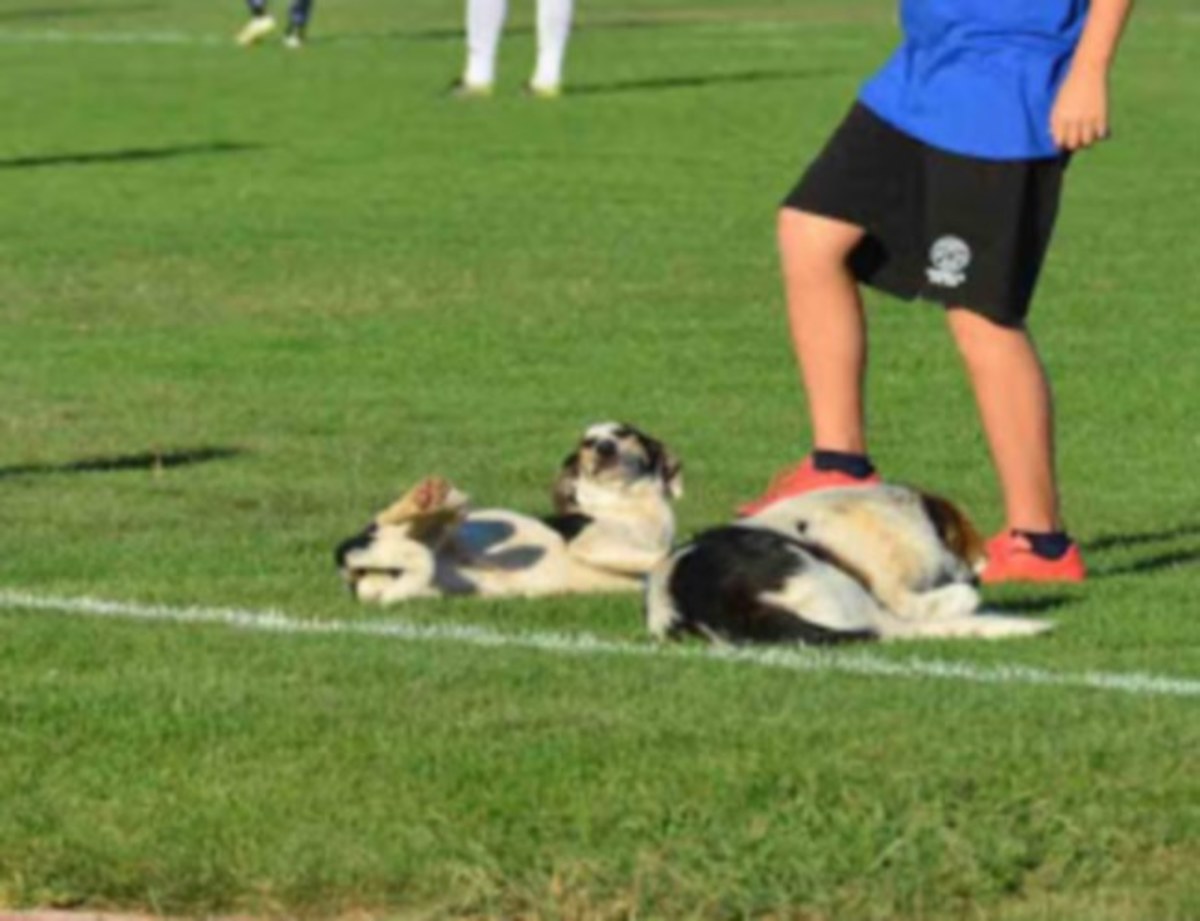 Αργολίδα: Οι πιο… ποδοσφαιρόφιλοι σκύλοι και τα απρόοπτα κατά τη διάρκεια αγώνα [pics]